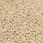 فلفل ابيض حب